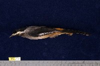 藏品(白耳畫眉)的圖片